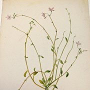 Cover image of Montia (Claytonia) parvifolia (Small-leaved Springbeauty)