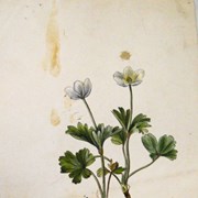 Cover image of Anemone parviflora (Alpine Anenome)