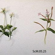 Cover image of Moneses uniflora (blue one) Epilobium palustre (pink one)