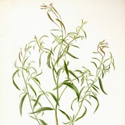 Cover image of Alpine Flower (Epilobium palustre or Epilobium ciliatum?)