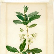 Cover image of Rhododendron albifloriem (White-flowered Rhododendron)