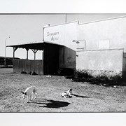 Cover image of Dogs, Standoff, Blood Reserve, Alberta