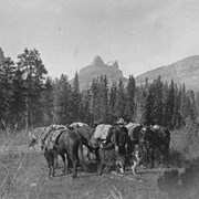 Cover image of [Reggie Holmes and packtrain in Pipestone Valley with Molar Mountain in background]