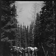 Cover image of Pack train