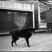 Cover image of Husky dog on Seward street