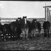 Cover image of Horses in corral at Jumping Pound