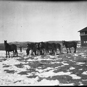 Cover image of Horses in front of Jumping Pound homestead