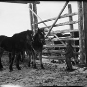 Cover image of Findlay Barnes with horses in corral at Jumping Pound homestead