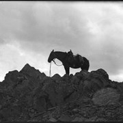Cover image of Horse (Grace) on Badger Pass