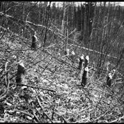 Cover image of Stumps of trees cut by beaver