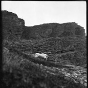 Cover image of Mountain goat