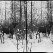Cover image of Moose feeding on branches