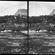 Cover image of Banff Animal Paddock, elk herd