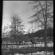 Cover image of Banff Animal Paddock, elk herd