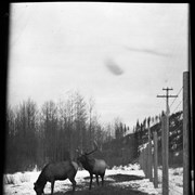 Cover image of Banff Animal Paddock, elk herd
