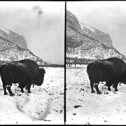 Cover image of Banff Animal Paddock, buffalo, includes Sir Donald?