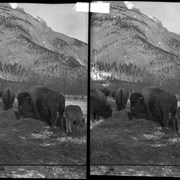 Cover image of Banff Animal Paddock, buffalo