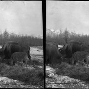 Cover image of Banff Animal Paddock, buffalo