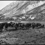 Cover image of Banff Animal Paddock, buffalo
