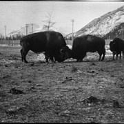 Cover image of Banff Animal Paddock, buffalo fighting