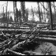 Cover image of Logging for house on Jumping Pound [Alberta]