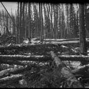 Cover image of Logging for house on Jumping Pound [Alberta]
