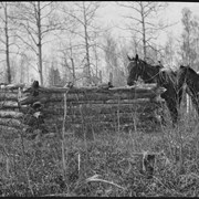 Cover image of Horses at log enclosure built by Stoney Nakoda at Kootenay Plains