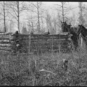 Cover image of Horses at log enclosure built by Stoney Nakoda at Kootenay Plains