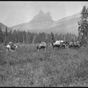 Cover image of Barnes family with pack train on trip to Kootenay Plains, Molar Mountain in background