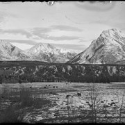 Cover image of Horses pasturing on Kootenay Plains