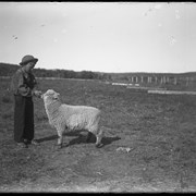 Cover image of Findlay Barnes with sheep at Jumping Pound