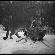 Cover image of Mounted specimen of cougar attacking deer from Luxton's