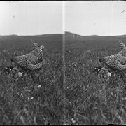 Cover image of Hen and chicks at S-L Ranch