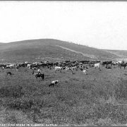 Cover image of 1028. Ranching scene in Alberta, cattle