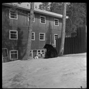 Cover image of TCH. [Trans Canada Highway] Surveyors Course; B.S.F.A. [Banff School of Fine Arts]; April 13, 1957