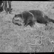 Cover image of Grizzy Bear Hunt, ABC - TV [Television], Sept. 1965, Bow Hunter - Fred Bear, Guides - Jack Lee, Bill Love