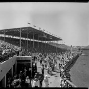 Cover image of Calgary Stampede, 1955