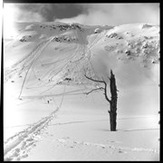 Cover image of Avalanche Control