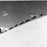 Cover image of Jack Wooledge dog team, Bow Summit 1968