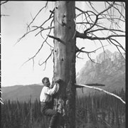 Cover image of Trip with Sibbald, Simpson Pass, Red Earth Creek to Bow, man up tree