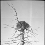 Cover image of Trip with Sibbald, Simpson Pass to Red Earth Creek to Bow, bird's nest in tree