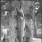 Cover image of 316. A 30 lb. lake trout