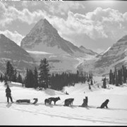 Cover image of 921. Mount Assiniboine, Ike Mills & his dog team
