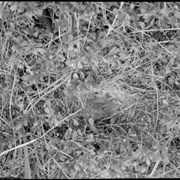 Cover image of Bird's nest, Yellowhead Pass