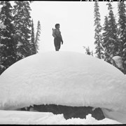 Cover image of Pepper's dog team, Glacier