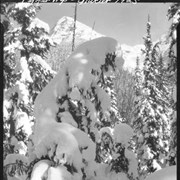 Cover image of Pepper's dog team, Glacier, snow covered trees