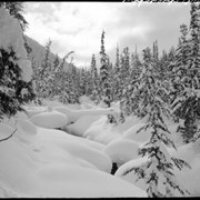 Cover image of Pepper's dog team, Glacier