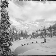 Cover image of Pepper's dog team, Glacier