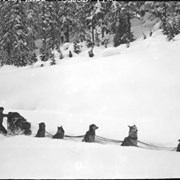 Cover image of Pepper's dog team, Glacier