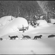 Cover image of Pepper's dog team, Glacier  [file title]